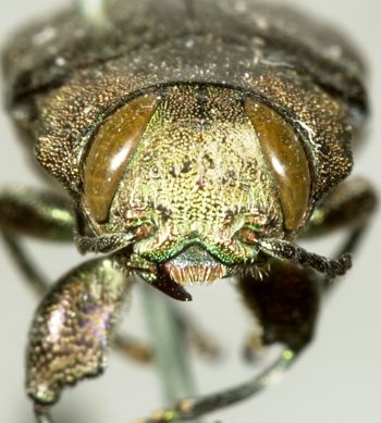 Media type: image;   Entomology 2689 Aspect: head frontal view